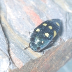 Astraeus pygmaeus (Jewel Beetle) at Tennent, ACT - 31 Jan 2022 by Harrisi