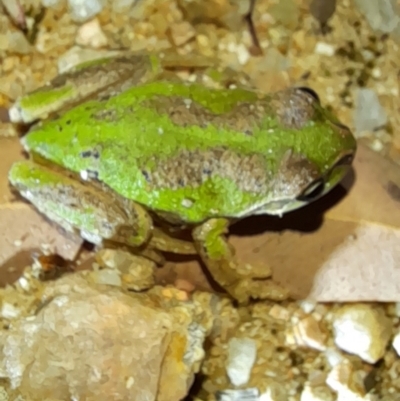 Litoria verreauxii verreauxii (Whistling Tree-frog) at Forde, ACT - 31 Jan 2022 by Jimmyjamjimbles