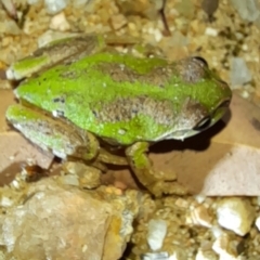 Litoria verreauxii verreauxii (Whistling Tree-frog) at Forde, ACT - 31 Jan 2022 by Jimmyjamjimbles