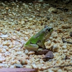 Litoria verreauxii verreauxii at Forde, ACT - 31 Jan 2022