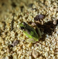 Litoria verreauxii verreauxii at Forde, ACT - 31 Jan 2022