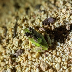 Litoria verreauxii verreauxii at Forde, ACT - 31 Jan 2022