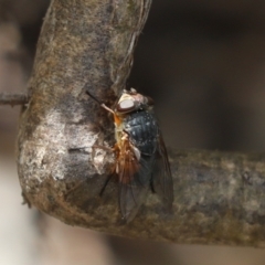 Calliphora augur (Lesser brown or Blue-bodied blowfly) at Cook, ACT - 12 Sep 2021 by Tammy