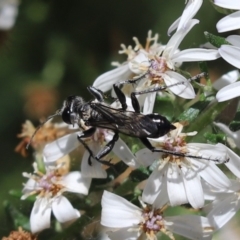 Sphex sp. (genus) (Unidentified Sphex digger wasp) at Cook, ACT - 29 Nov 2021 by Tammy