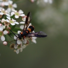 Pterygophorus cinctus (Bottlebrush sawfly) at Cook, ACT - 8 Jan 2021 by Tammy