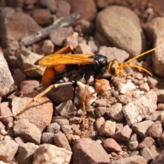 Unidentified Potter wasp (Vespidae, Eumeninae) (TBC) at The Rock, NSW - 27 Mar 2021 by Tammy