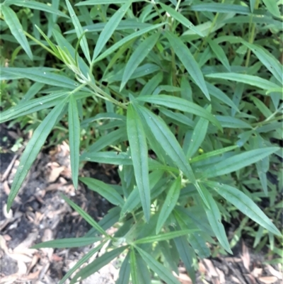 Zieria caducibracteata (Large-bracted Zieria) at Twelve Mile Peg, NSW - 30 Jan 2022 by plants