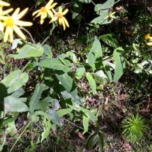 Senecio velleioides at Conjola, NSW - 31 Jan 2022