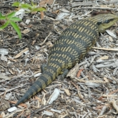 Tiliqua scincoides scincoides (Eastern Blue-tongue) at GG182 - 30 Jan 2022 by KMcCue