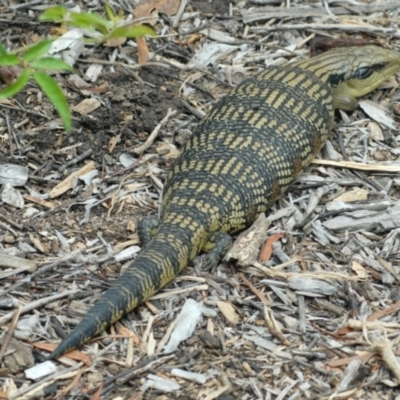 Tiliqua scincoides scincoides (Eastern Blue-tongue) at Aranda, ACT - 30 Jan 2022 by KMcCue