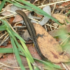 Lampropholis guichenoti (Common Garden Skink) at GG182 - 30 Jan 2022 by KMcCue