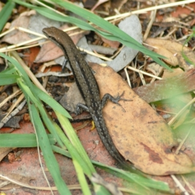 Lampropholis guichenoti (Common Garden Skink) at GG182 - 30 Jan 2022 by KMcCue