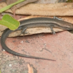 Lampropholis guichenoti (Common Garden Skink) at Aranda, ACT - 30 Jan 2022 by KMcCue