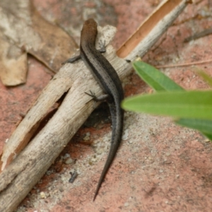 Lampropholis guichenoti at Aranda, ACT - 30 Jan 2022