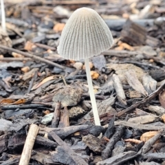 Coprinellus etc. (An Inkcap) at Lyneham, ACT - 1 Feb 2022 by trevorpreston