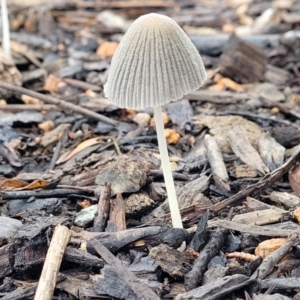 Coprinellus etc. at Lyneham, ACT - 1 Feb 2022 07:46 AM