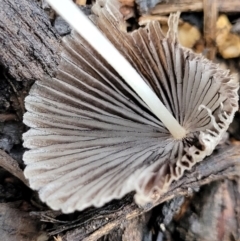 Coprinellus etc. at Lyneham, ACT - 1 Feb 2022 07:46 AM