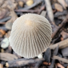 Coprinellus etc. at Lyneham, ACT - 1 Feb 2022 07:46 AM