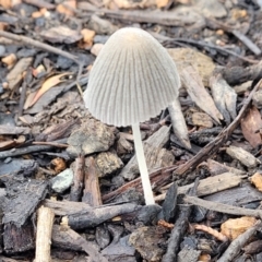 Coprinellus etc. at Lyneham, ACT - 1 Feb 2022 07:46 AM