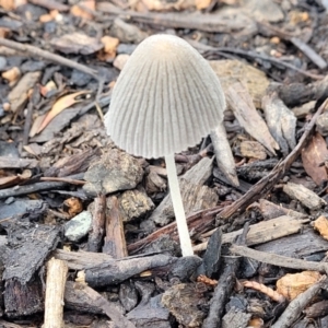 Coprinellus etc. at Lyneham, ACT - 1 Feb 2022 07:46 AM