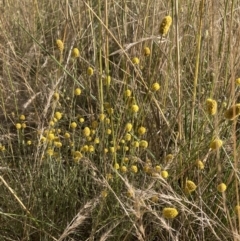 Calocephalus citreus (Lemon Beauty Heads) at Mount Majura - 28 Jan 2022 by waltraud