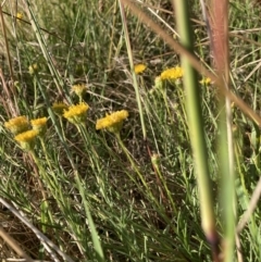 Rutidosis leptorhynchoides (Button Wrinklewort) at Watson, ACT - 28 Jan 2022 by waltraud