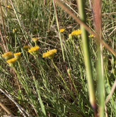 Rutidosis leptorhynchoides (Button Wrinklewort) at Mount Majura - 28 Jan 2022 by waltraud