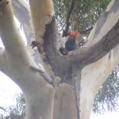 Callocephalon fimbriatum (Gang-gang Cockatoo) at GG295  - 31 Jan 2022 by MichaelMulvaney