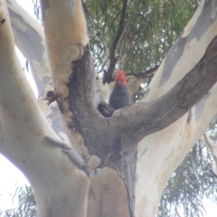 Callocephalon fimbriatum at Hughes, ACT - suppressed