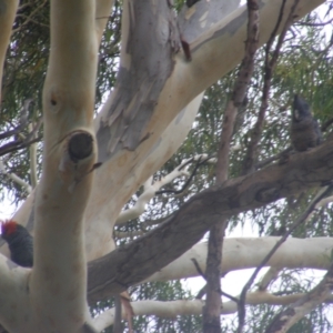 Callocephalon fimbriatum at Hughes, ACT - 1 Feb 2022