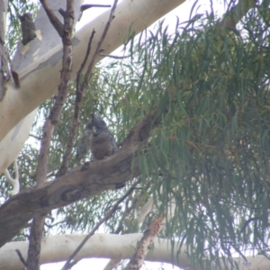 Callocephalon fimbriatum at Hughes, ACT - suppressed