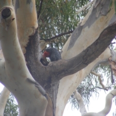 Callocephalon fimbriatum at Hughes, ACT - suppressed