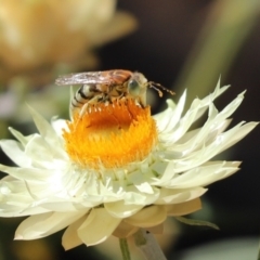 Bembix sp. (genus) (Unidentified Bembix sand wasp) at Acton, ACT - 5 Mar 2021 by Tammy