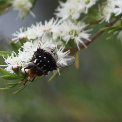 Amphibolia (Amphibolia) ignorata (A bristle fly) at Cook, ACT - 15 Dec 2020 by Tammy