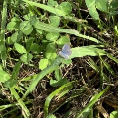 Zizina otis (Common Grass-Blue) at Coombs, ACT - 31 Jan 2022 by TriciaE