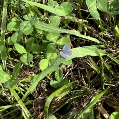 Zizina otis (Common Grass-Blue) at Coombs, ACT - 1 Feb 2022 by TriciaE