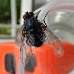 Calliphora vicina (European bluebottle) at Crooked Corner, NSW - 29 Jan 2022 by Milly