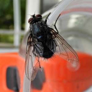 Calliphora vicina at Crooked Corner, NSW - 30 Jan 2022 09:39 AM