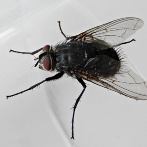 Calliphora vicina at Crooked Corner, NSW - 30 Jan 2022 09:39 AM