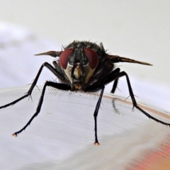 Calliphora vicina at Crooked Corner, NSW - 30 Jan 2022 09:39 AM