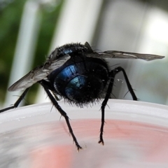 Calliphora vicina at Crooked Corner, NSW - 30 Jan 2022 09:39 AM