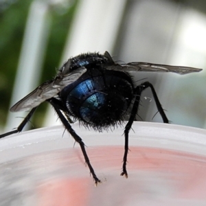 Calliphora vicina at Crooked Corner, NSW - 30 Jan 2022