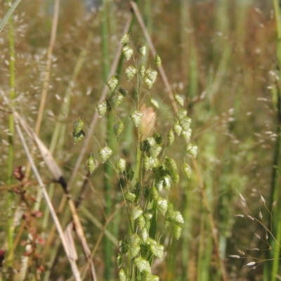 Briza minor (Shivery Grass) at Tennent, ACT - 9 Nov 2021 by MichaelBedingfield