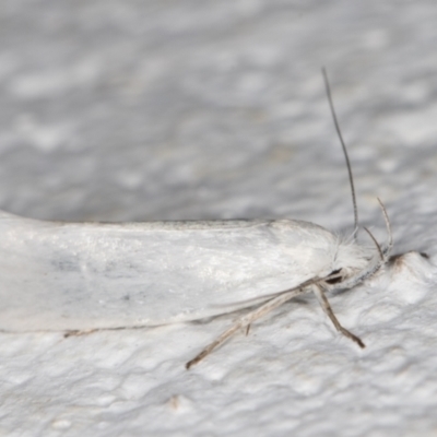 Zacorus carus (Wingia group moth) at Melba, ACT - 18 Nov 2021 by kasiaaus