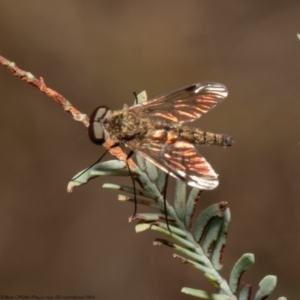 Chrysopilus sp. (genus) at Aranda, ACT - 1 Feb 2022