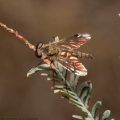 Chrysopilus sp. (genus) (A snipe fly) at Aranda, ACT - 1 Feb 2022 by Roger