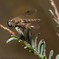 Chrysopilus sp. (genus) at Aranda, ACT - 1 Feb 2022