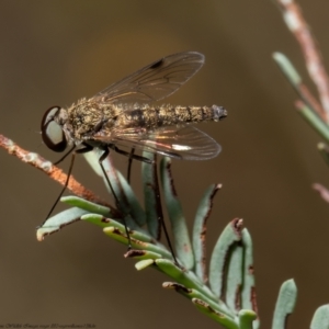 Chrysopilus sp. (genus) at Aranda, ACT - 1 Feb 2022