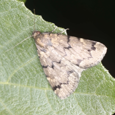 Mormoscopa phricozona (An Erebid Moth (Herminiinae) at O'Connor, ACT - 23 Jan 2022 by ibaird