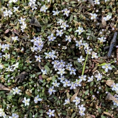 Glossostigma elatinoides (Small Mud-mat) at Googong, NSW - 31 Jan 2022 by Wandiyali
